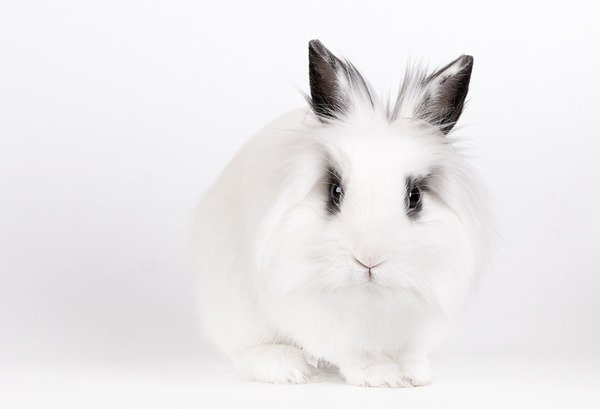 White rabbit